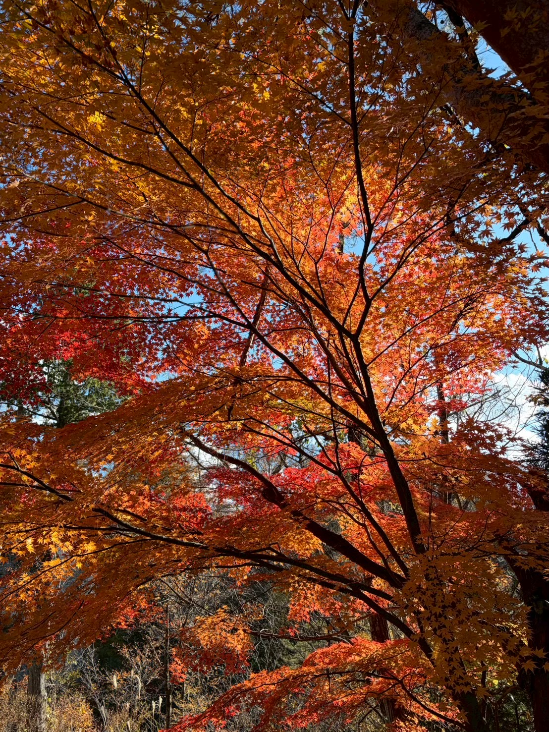 紅葉の中